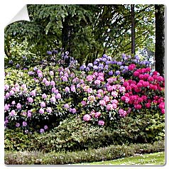 Rododendro 'Judith Spillane'